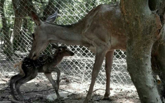 تعداد مرال‌های حیات وحش سمسکنده به ۲۲ رأس رسید