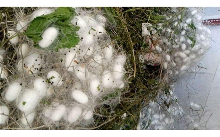 پرورش 300 جعبه کرم ابریشم در شهرستان نیشابور