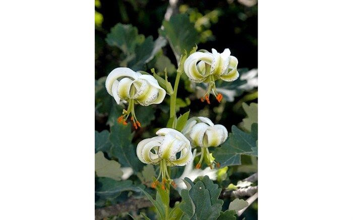 سوسن چلچراغ گلی به جمال طبیعت گیلان