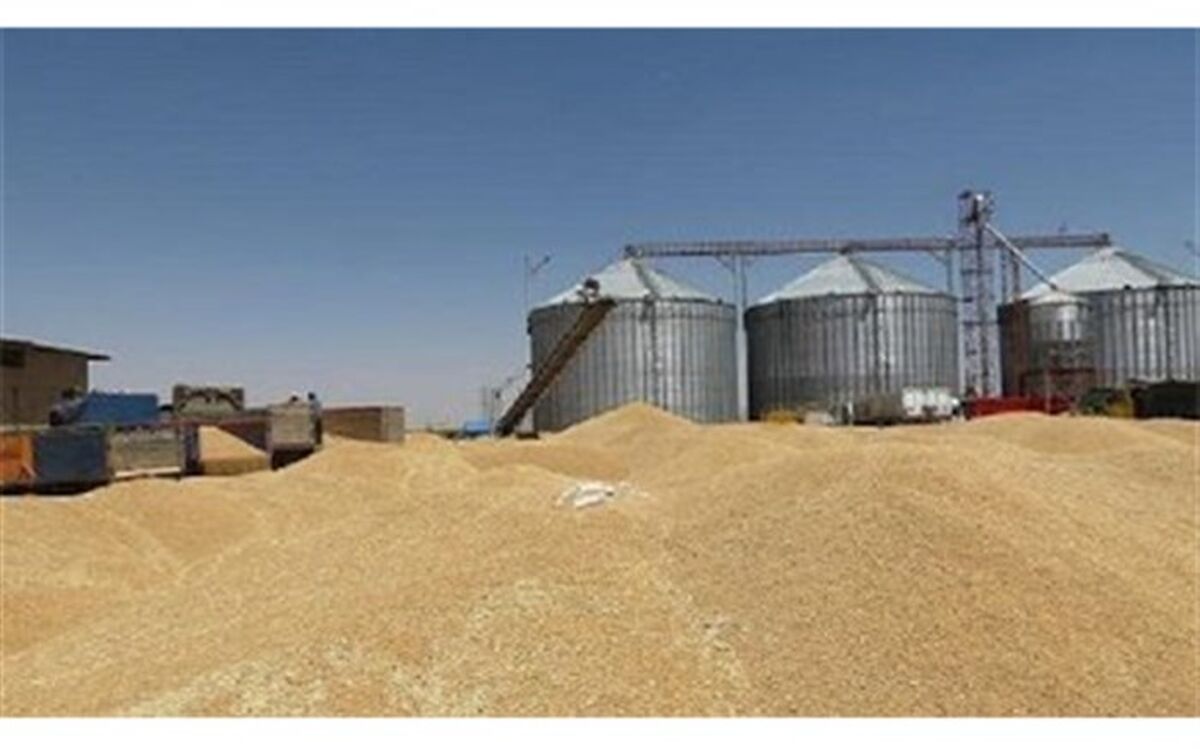 خرید تضمینی گندم دراستان آغاز شد