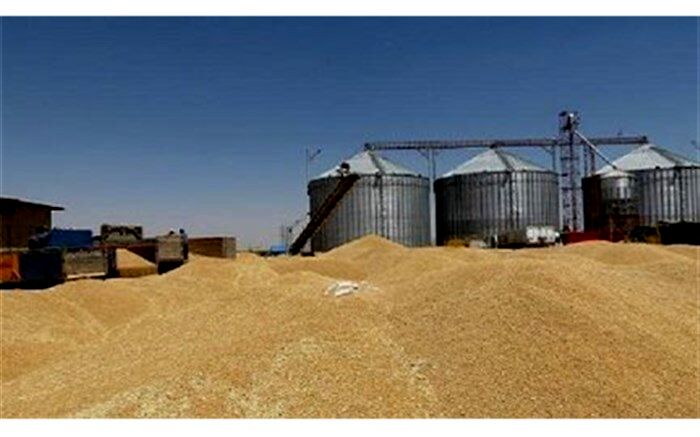 خرید تضمینی گندم دراستان آغاز شد