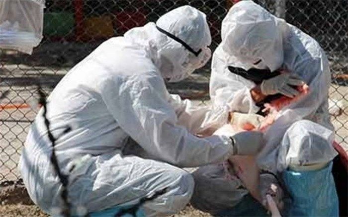 گزارشی از شیوع آنفلوآنزای فوق حاد پرندگان نداشته‌ایم