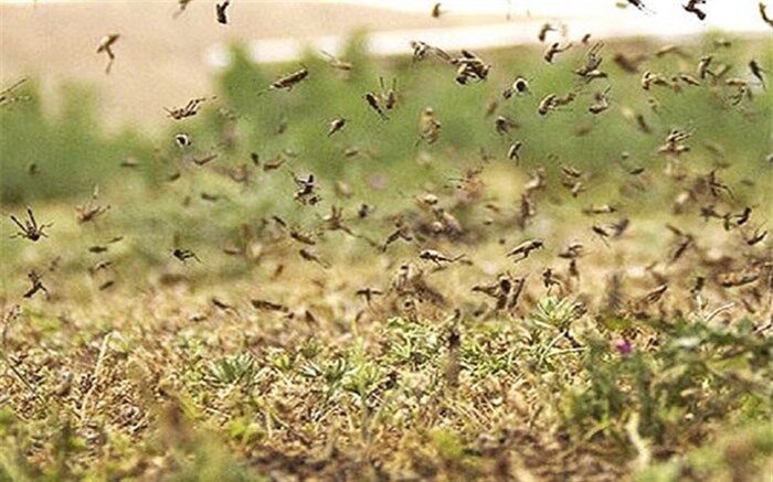 مبارزه با ملخ صحرایی در بیش از۳۹۲هزار هکتار