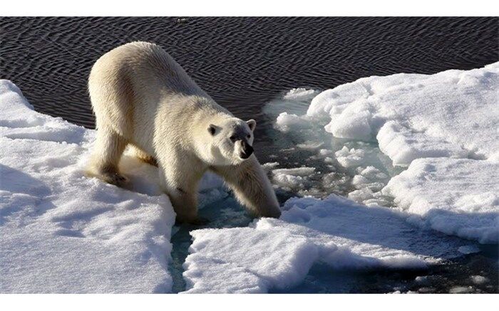 گرمای نگران‌کننده در قطب شمال، زمین در معرض خطر