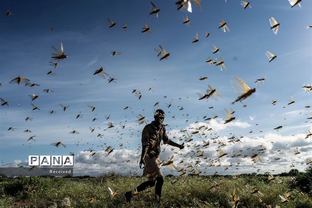 حمله ملخ‌ها