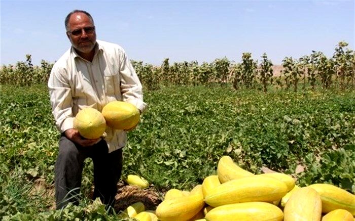 برداشت خربزه در تایباد آغاز شد