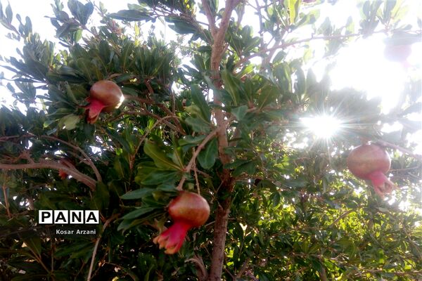 آبیاری مزارع روستا تقوک