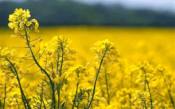 برداشت سالانه 8 هزار تن کلزا در آذربایجان غربی