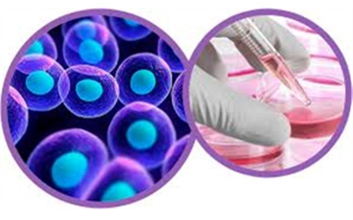 برگزاری کارگاه های مجازی سلول های بنیادین برای دانش آموزان شرکت کننده در جشنواره های ملی