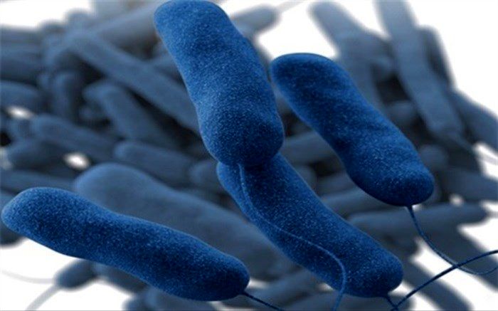 طاعون خیارکی چیست و آیا در ایران شیوع پیدا کرده است؟!