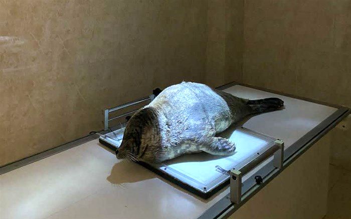 تنها پستاندار خزر، در حال انقراض؛ 4 عامل دخیل است