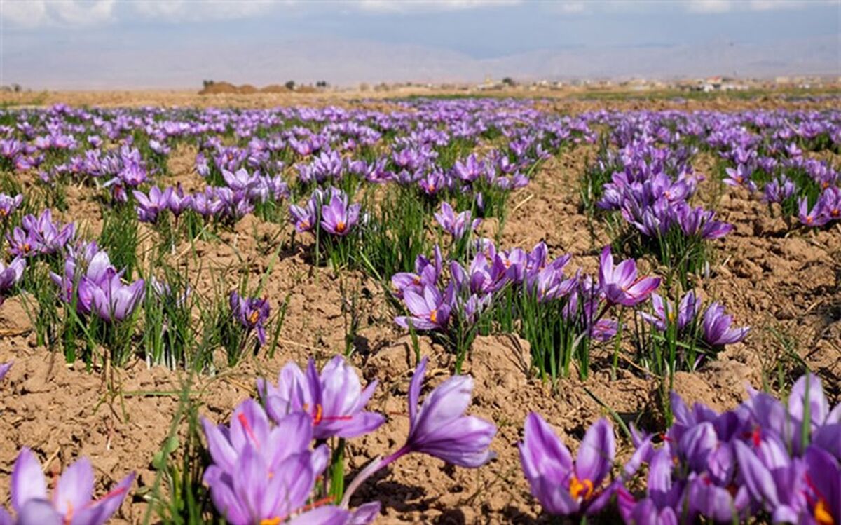 افزایش ۱۵ درصدی تولید زعفران