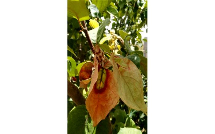 بیماری آتشک در کمین باغ های نی ریز