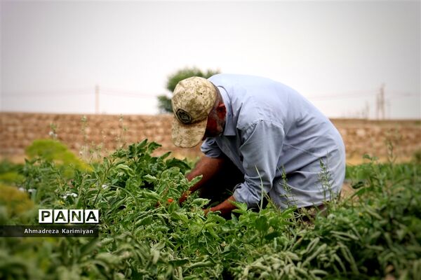 آغاز برداشت گوجه در شهرستان فسا