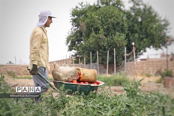 آغاز برداشت گوجه در شهرستان فسا
