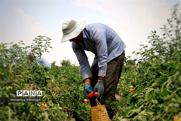 آغاز برداشت گوجه در شهرستان فسا