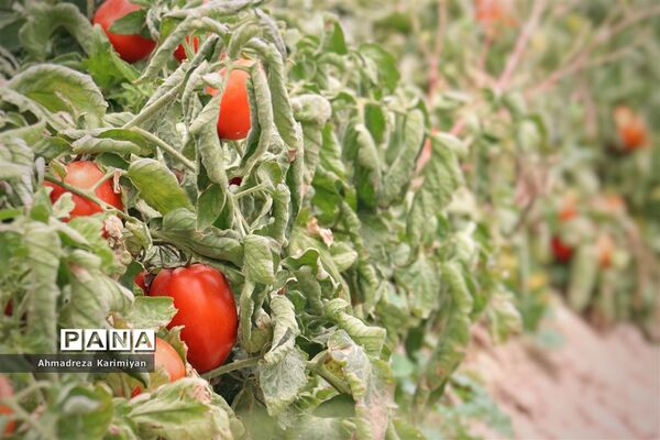 آغاز برداشت گوجه در شهرستان فسا