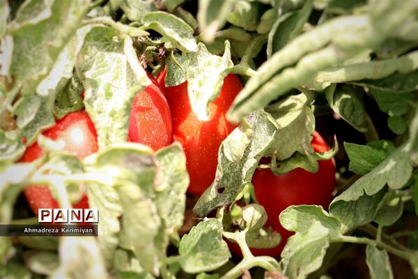 آغاز برداشت گوجه در شهرستان فسا