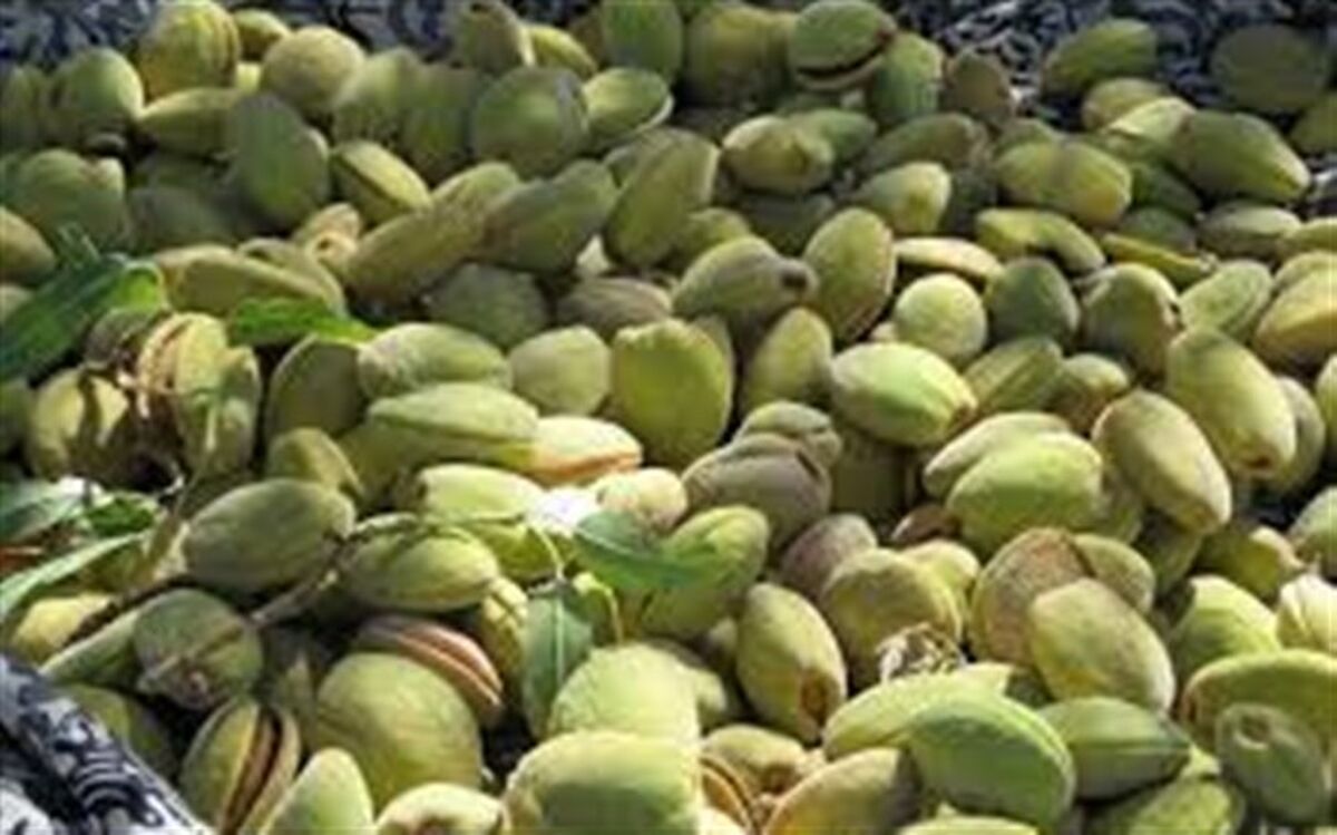 آغاز برداشت بادام از باغ های نی‌ریز