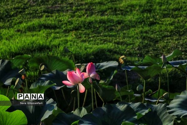 تالاب نیلوفر آبی بابل