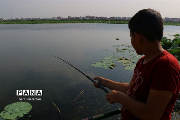 تالاب نیلوفر آبی بابل