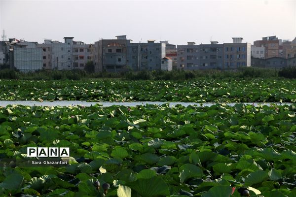 تالاب نیلوفر آبی بابل