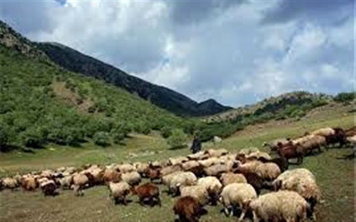 شناسایی 19 هزار راس دام غیرمجاز در مراتع سهند