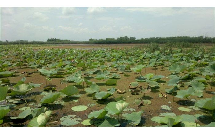 ۱۹ اثر طبیعی گیلان به ثبت ملی رسیده است