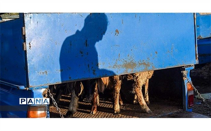 استانداری خراسان شمالی میادین خرید و فروش دام را تعطیل کرد