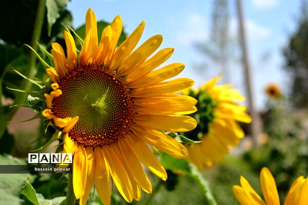 گل های آفتابگردان در شهرستان خوسف
