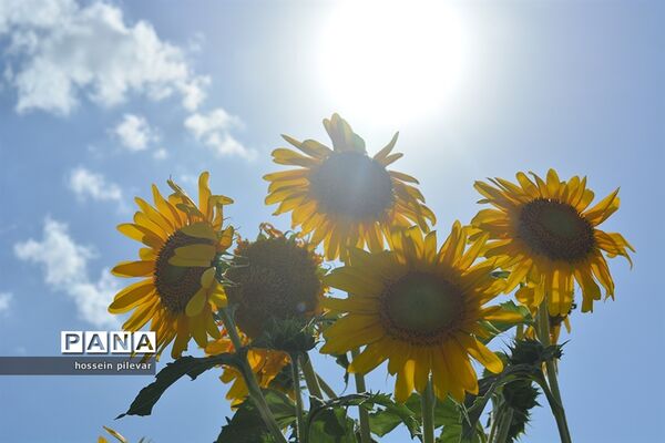 گل های آفتابگردان در شهرستان خوسف