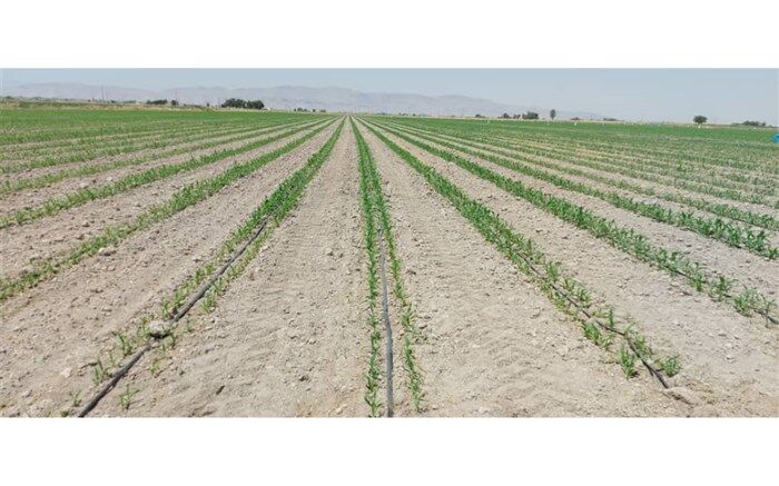 کاهش هزینه تولید با کشت دو ردیفه ذرت در فارس