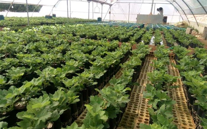 احداث گلخانه‌، راهکار حل سریع دو چالش آب و اشتغال