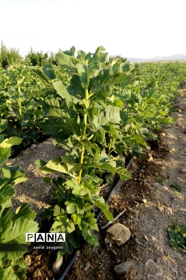 اولین مجموعه باغ نخبه استان فارس درشهر مشکان