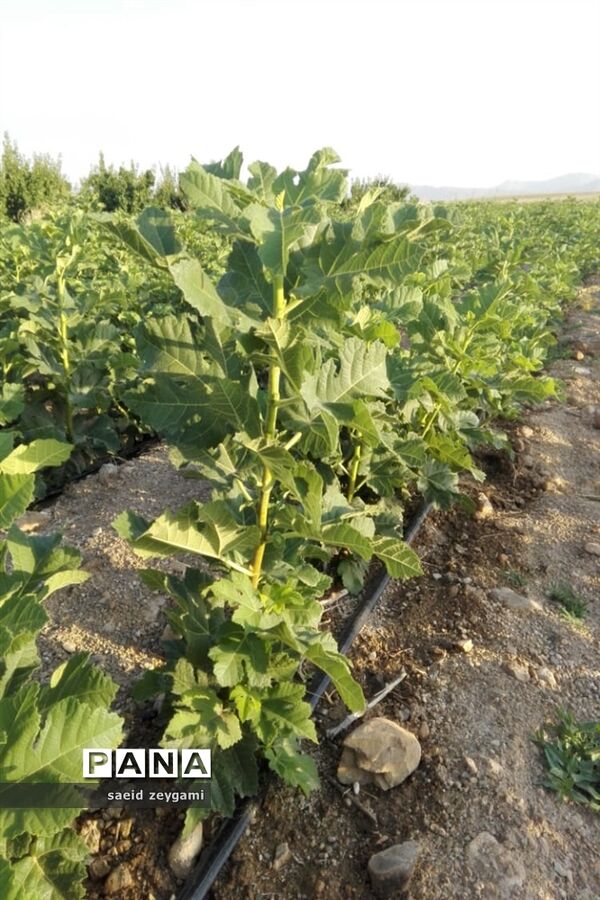 اولین مجموعه باغ نخبه استان فارس درشهر مشکان