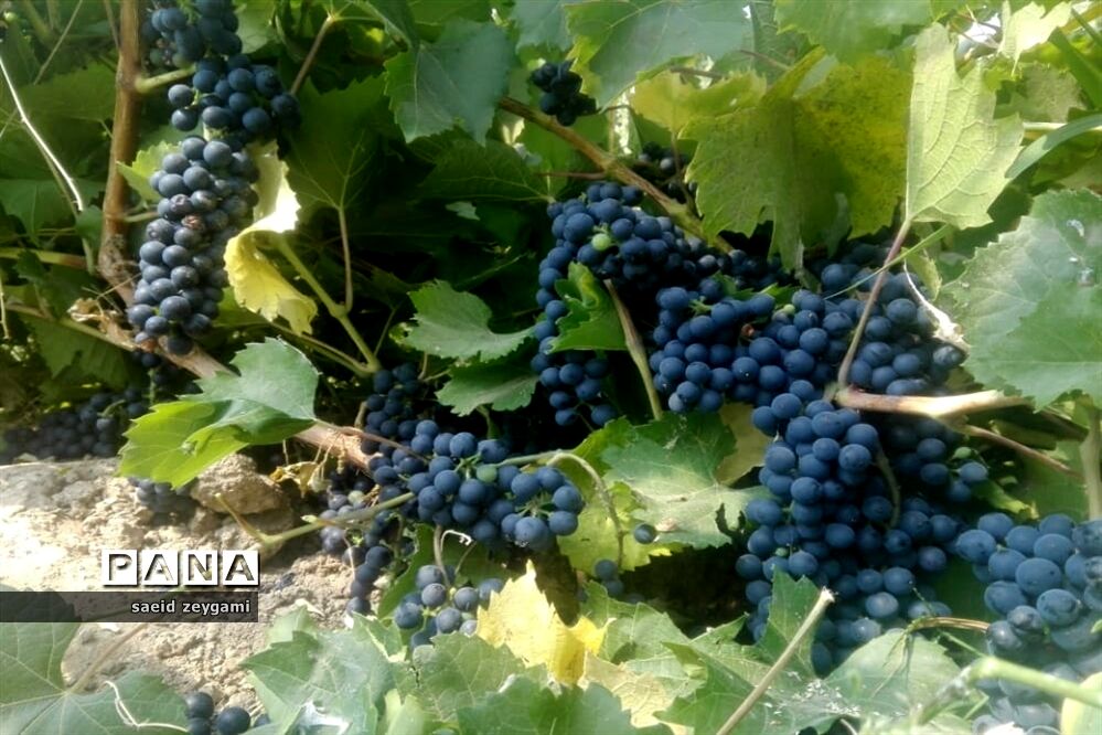 اولین مجموعه باغ نخبه استان فارس درشهر مشکان