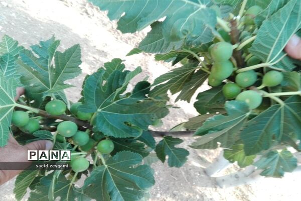 اولین مجموعه باغ نخبه استان فارس درشهر مشکان
