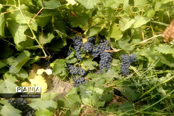 اولین مجموعه باغ نخبه استان فارس درشهر مشکان