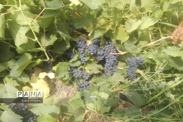 اولین مجموعه باغ نخبه استان فارس درشهر مشکان