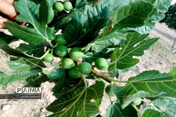 اولین مجموعه باغ نخبه استان فارس درشهر مشکان