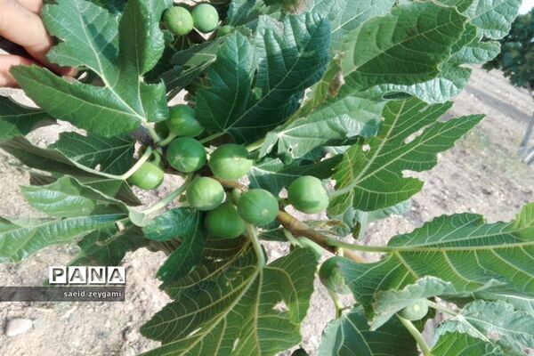 اولین مجموعه باغ نخبه استان فارس درشهر مشکان