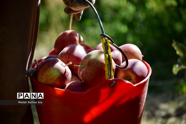 برداشت سیب در مراغه
