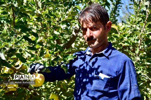 برداشت سیب در مراغه