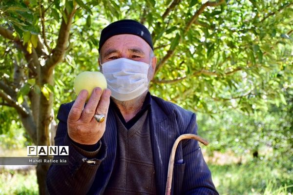 برداشت سیب در مراغه