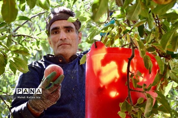 برداشت سیب در مراغه