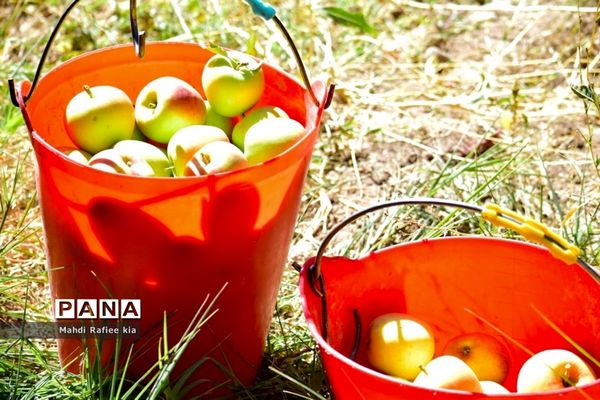 برداشت سیب در مراغه