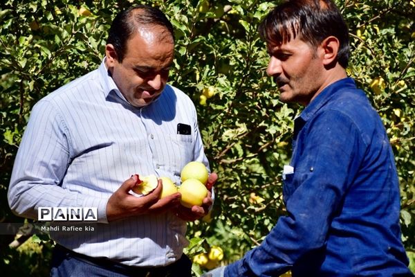 برداشت سیب در مراغه