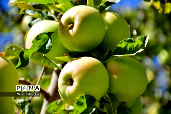 برداشت سیب در مراغه