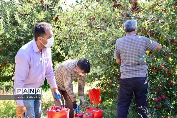 برداشت سیب در مراغه