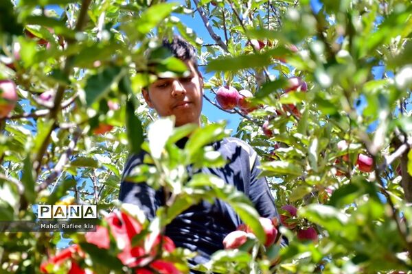 برداشت سیب در مراغه